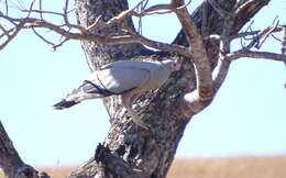 Image of Madagascan Harrier-Hawk