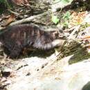Image of Palawan Stink Badger