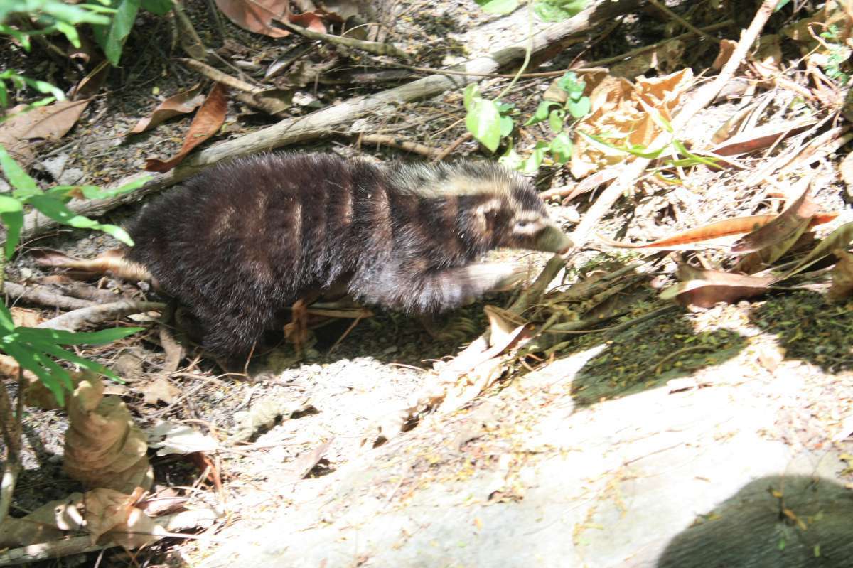 Image of Palawan Stink Badger