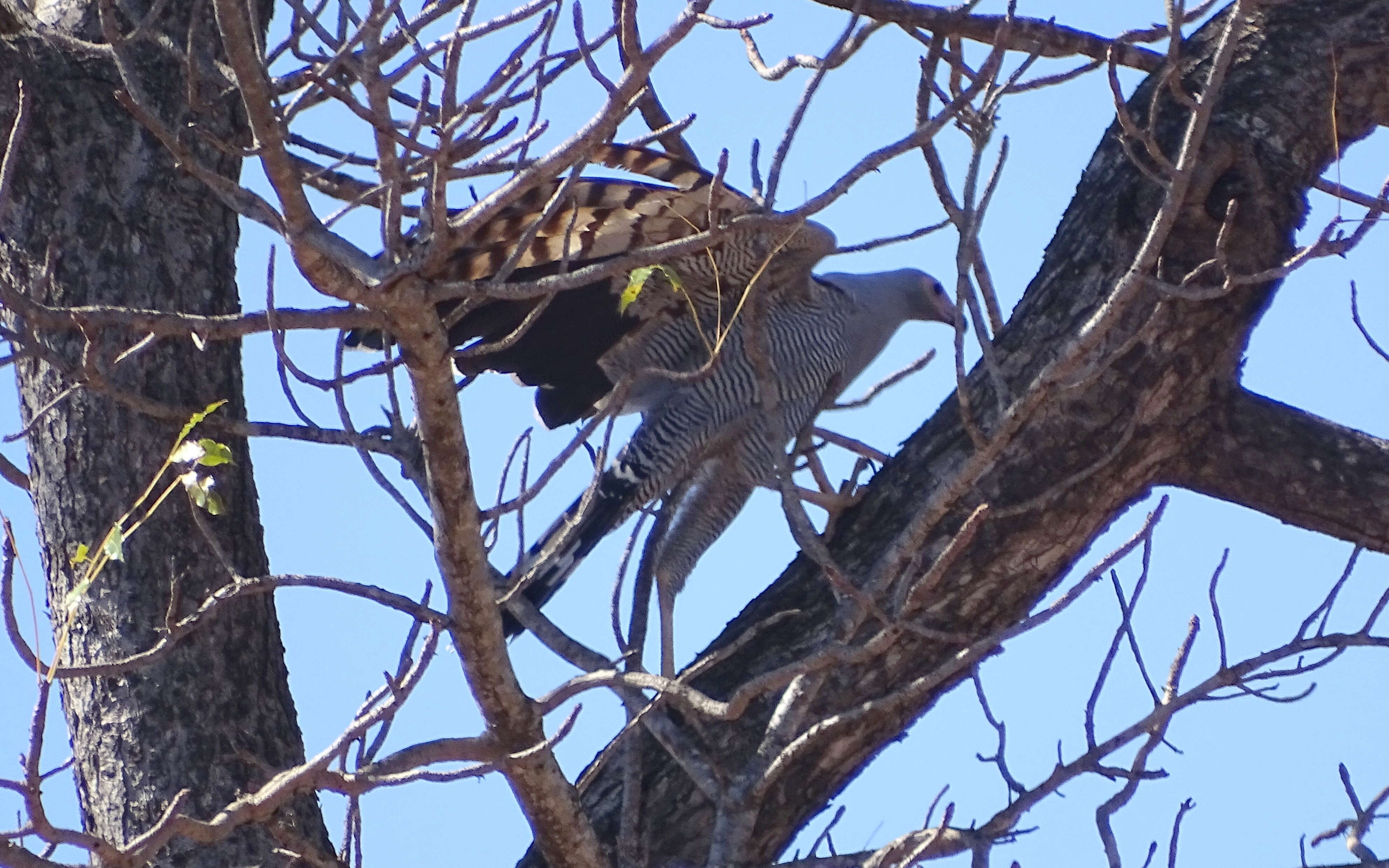 Image of Madagascan Harrier-Hawk