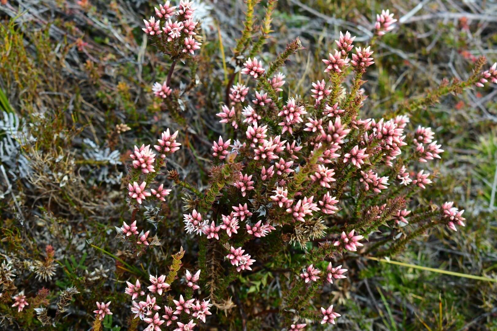 Image of Sprengelia montana R. Br.