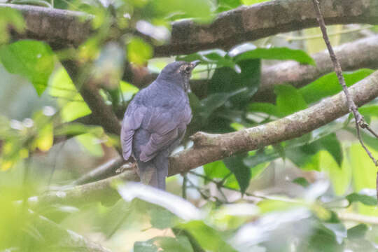 Image of Siberian Thrush