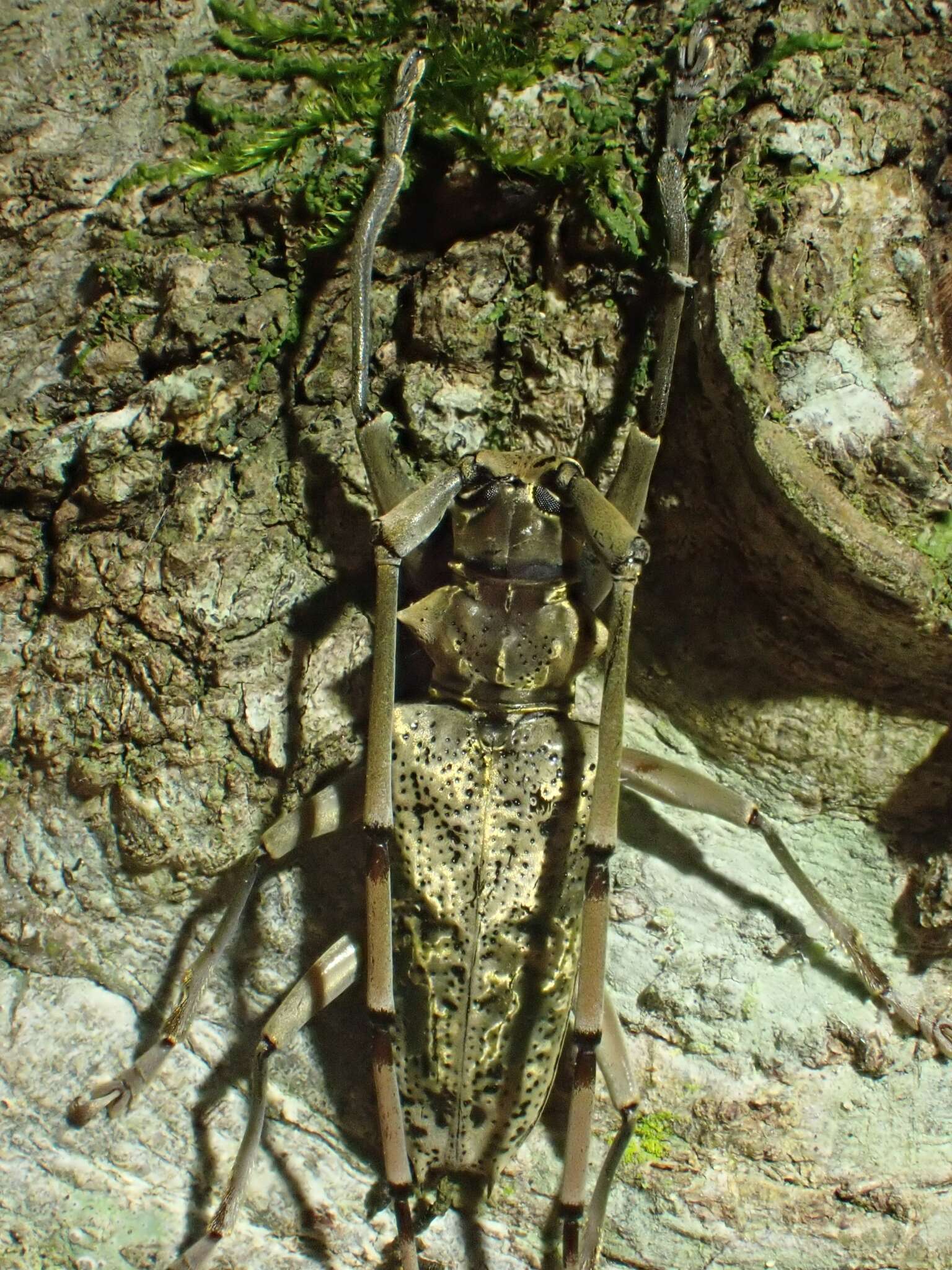 Image of Acalolepta antenor (Newman 1842)