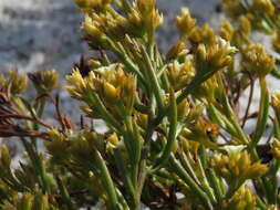 Image of Thesium acuminatum A. W. Hill