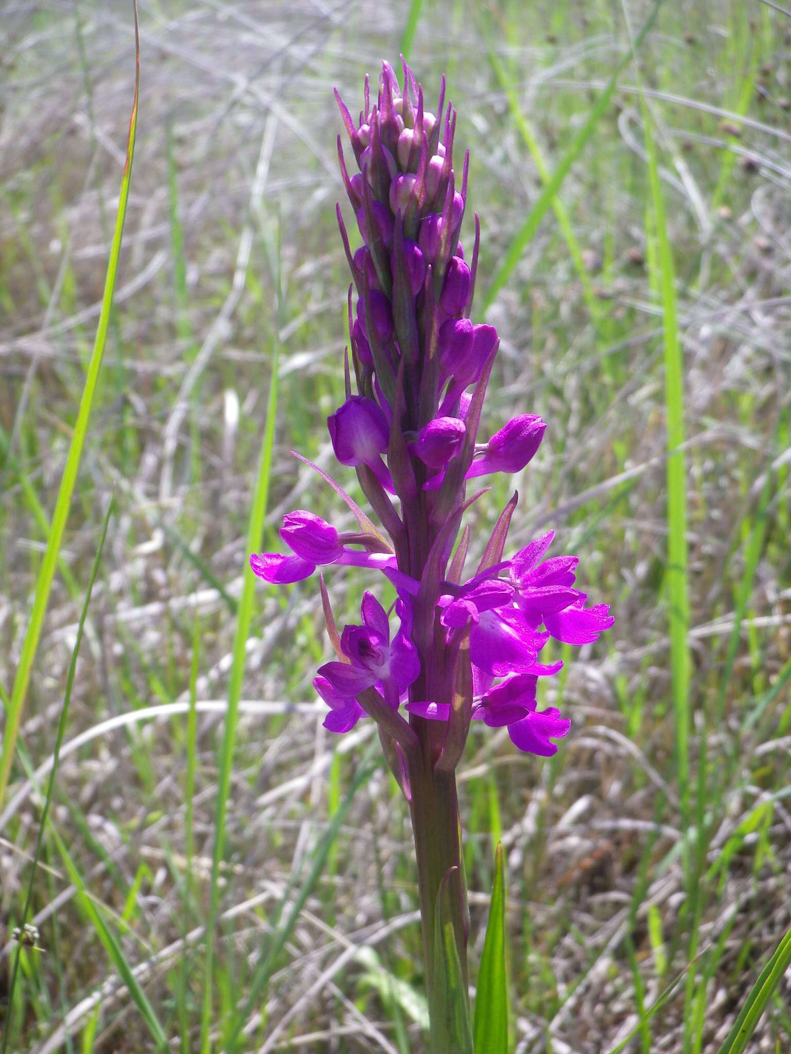 Image of Anacamptis palustris subsp. elegans (Heuff.) R. M. Bateman, Pridgeon & M. W. Chase