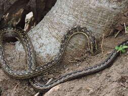 Image of Orange-bellied Racer