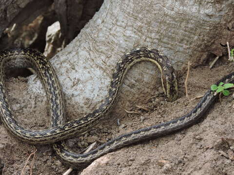 Image of Orange-bellied Racer