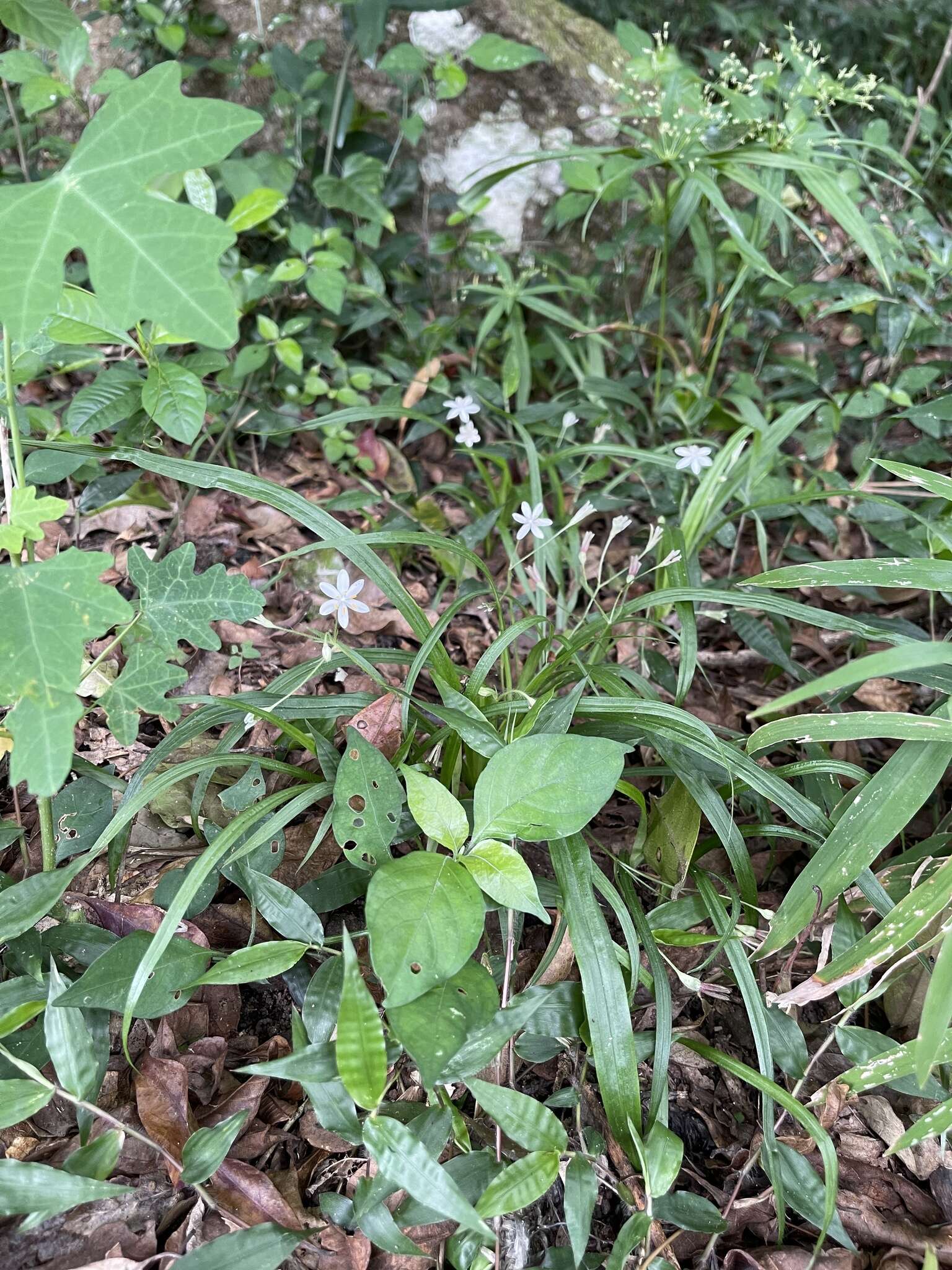 Image of Hypoxis nivea Y. Singh