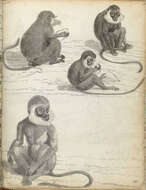 Imagem de Cercopithecus roloway (Schreber 1774)