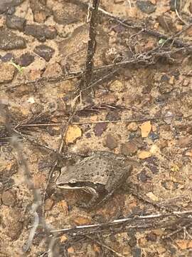 Image of Cajun Chorus Frog