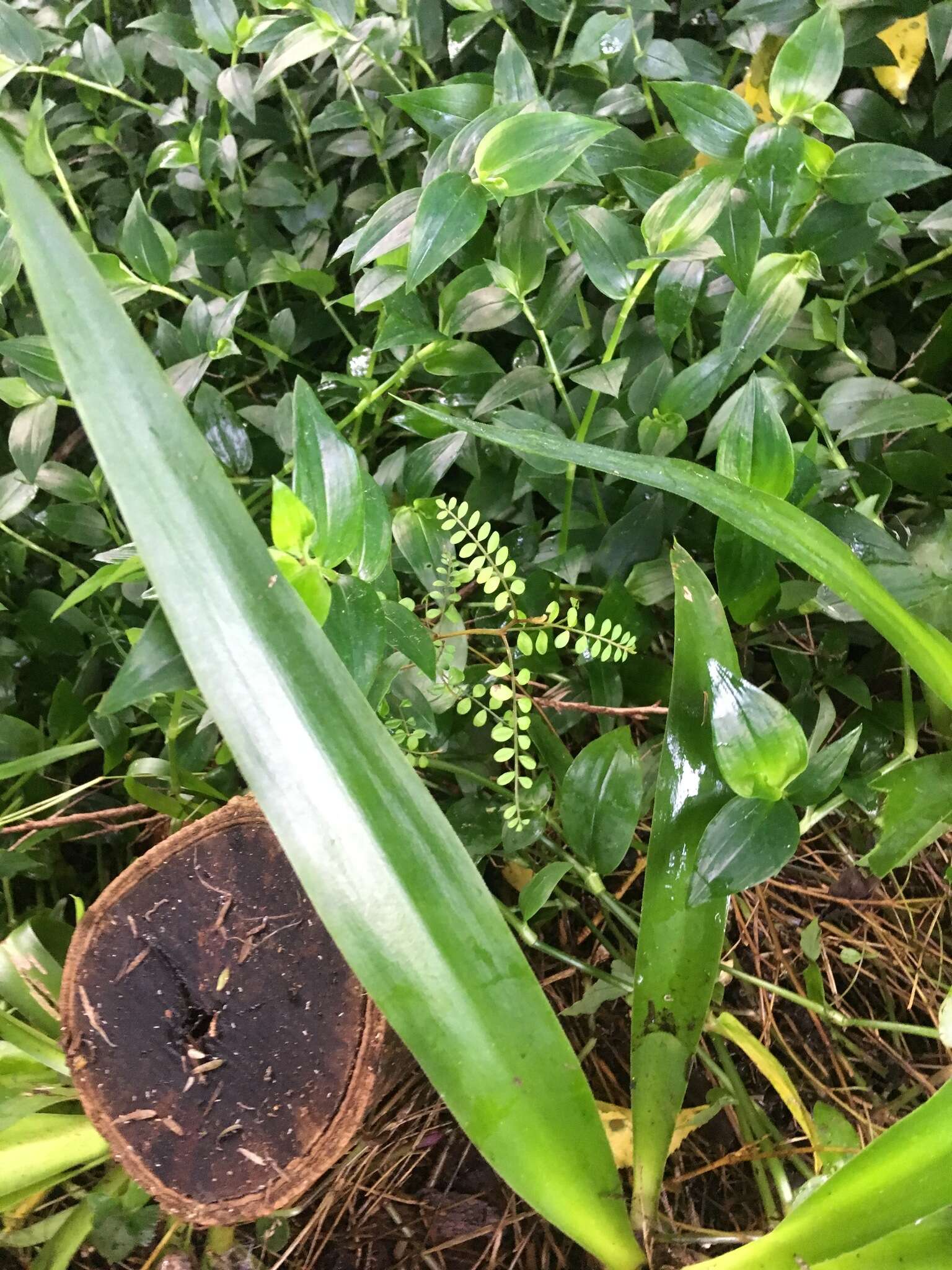 Plancia ëd Yucca gigantea Lem.