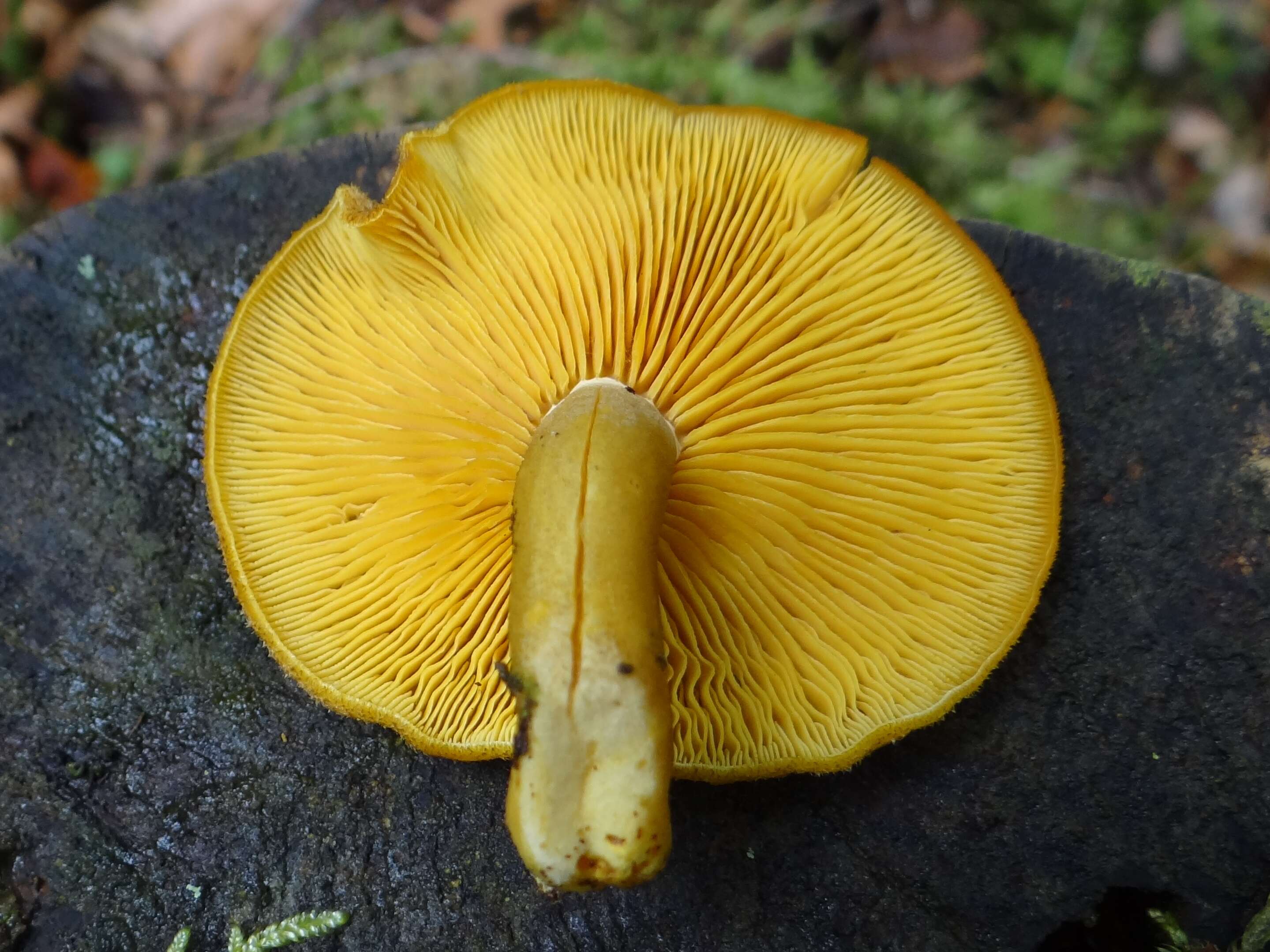 Tricholomopsis decora (Fr.) Singer 1939 resmi