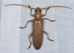 Image of Atylostagma polita White 1853