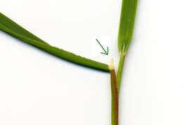 Image of marsh foxtail