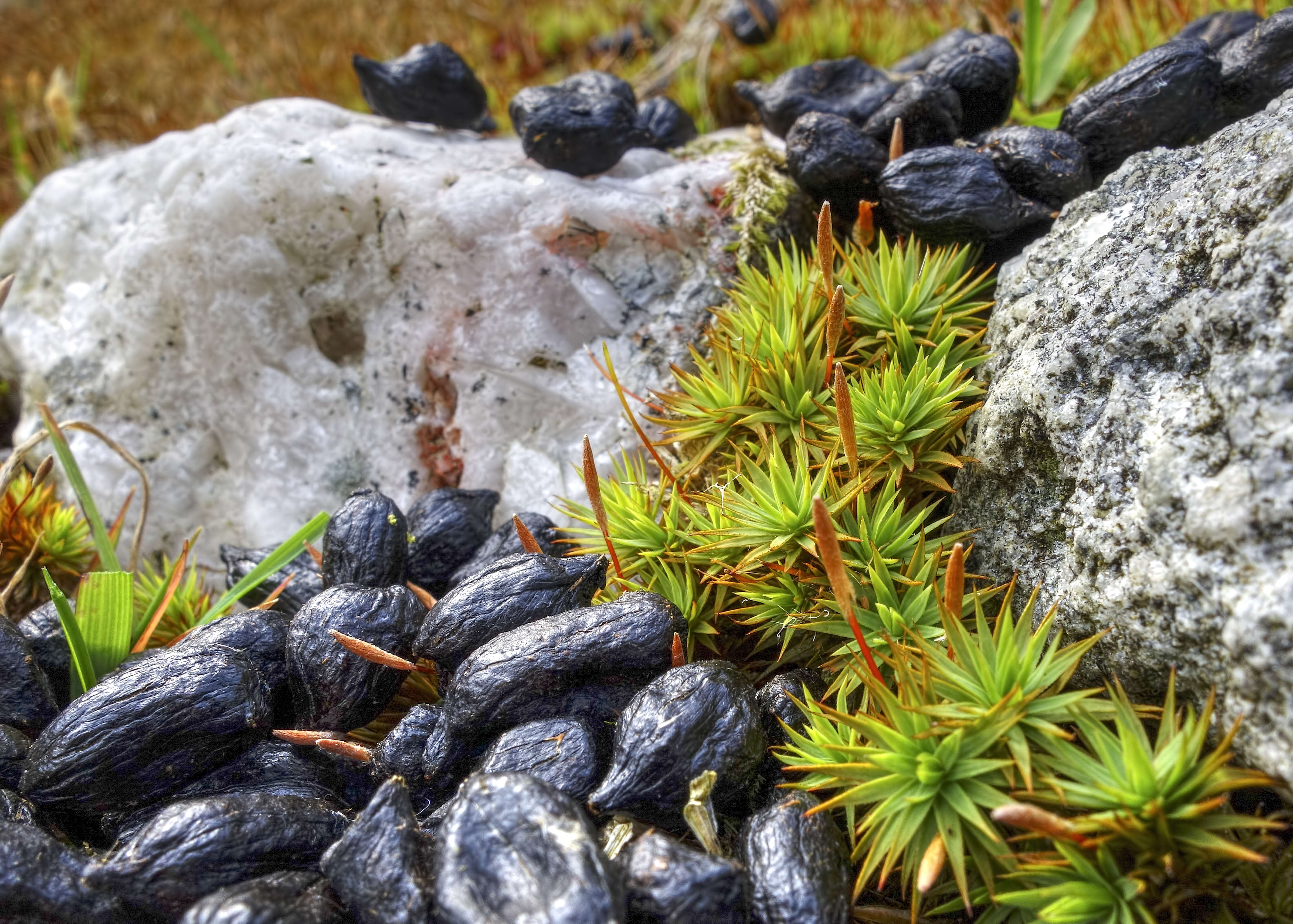 Image of pogonatum moss