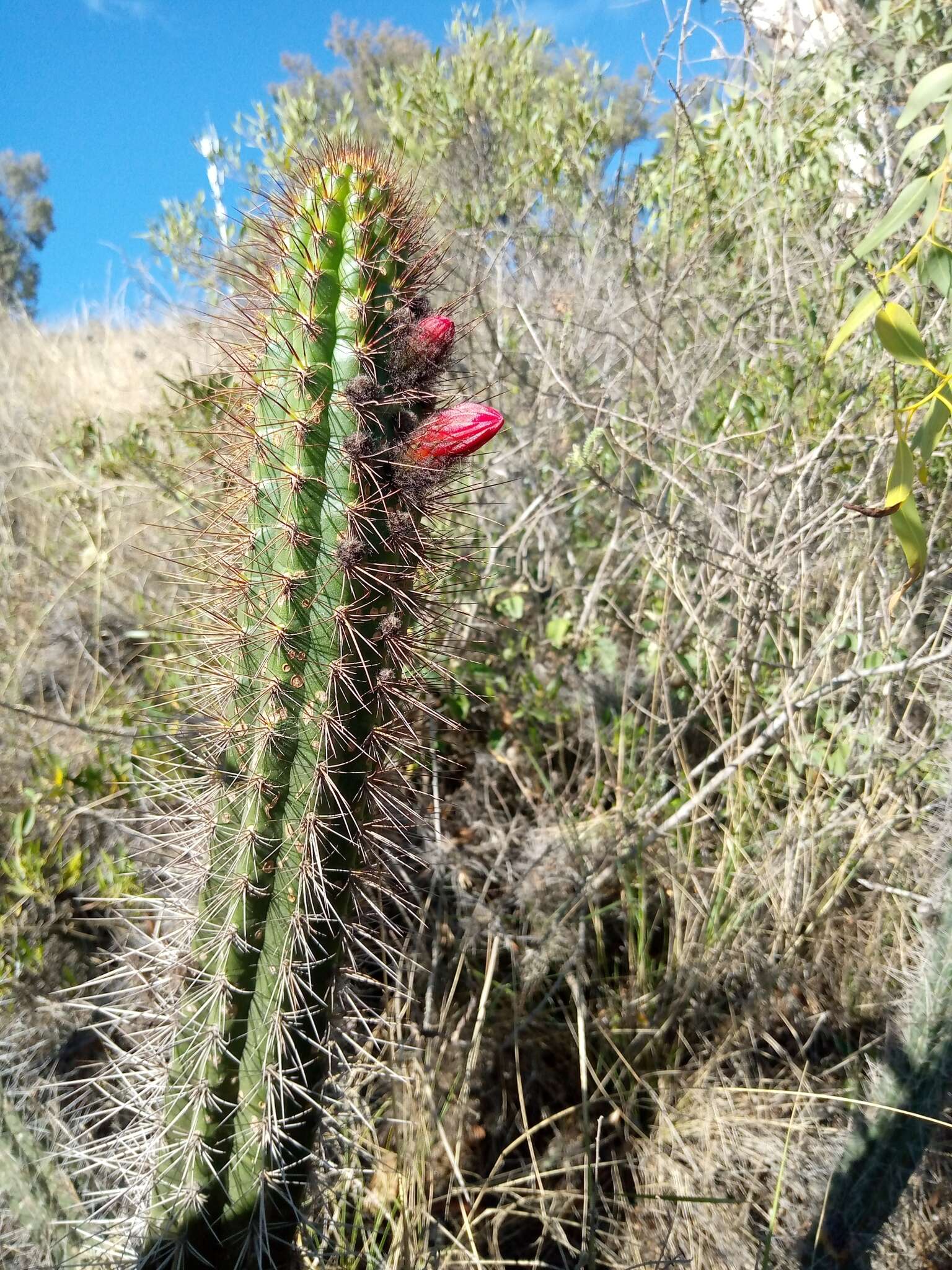 Image of Cleistocactus sepium (Kunth) F. A. C. Weber