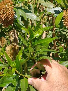 Image of <i>Eupatorium dodonaeifolium</i> DC.