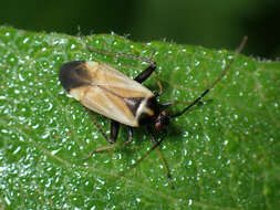 Adelphocoris seticornis (Fabricius 1775)的圖片