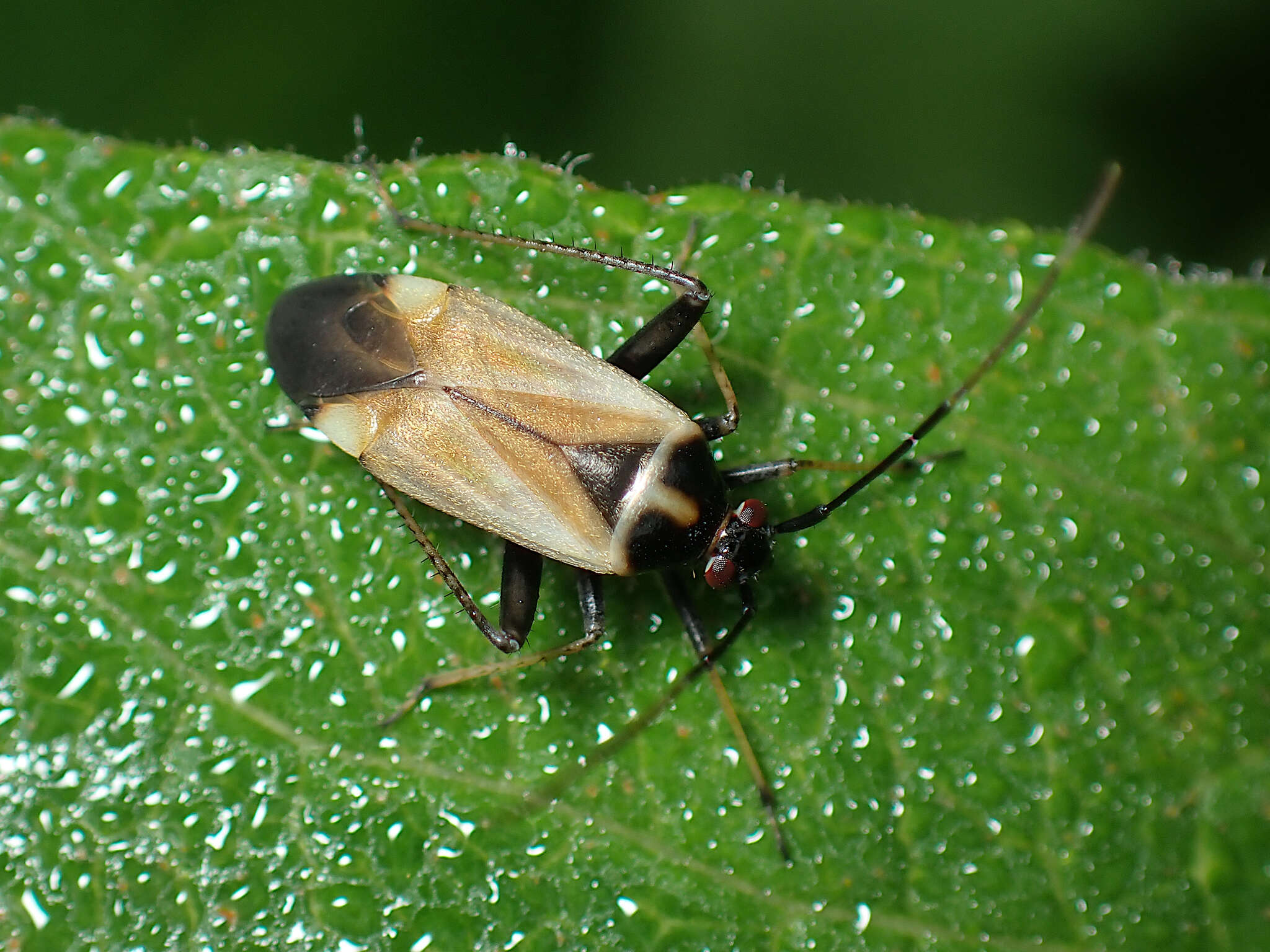 Adelphocoris seticornis (Fabricius 1775)的圖片