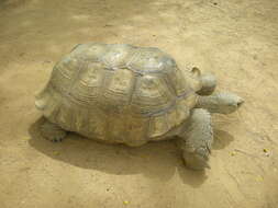 Image of spurred tortoise