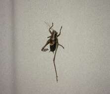 Image of dark bush-cricket