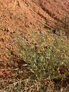 Image of gray aster