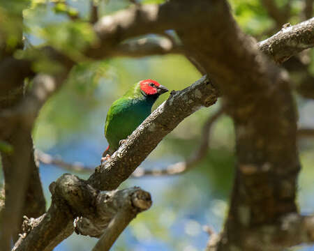 Image of Fiji Parrotfinch