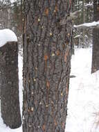 Image of Mountain Pine Beetle