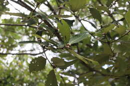 Image of Galcham oak