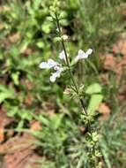 Image of Stachys nigricans Benth.