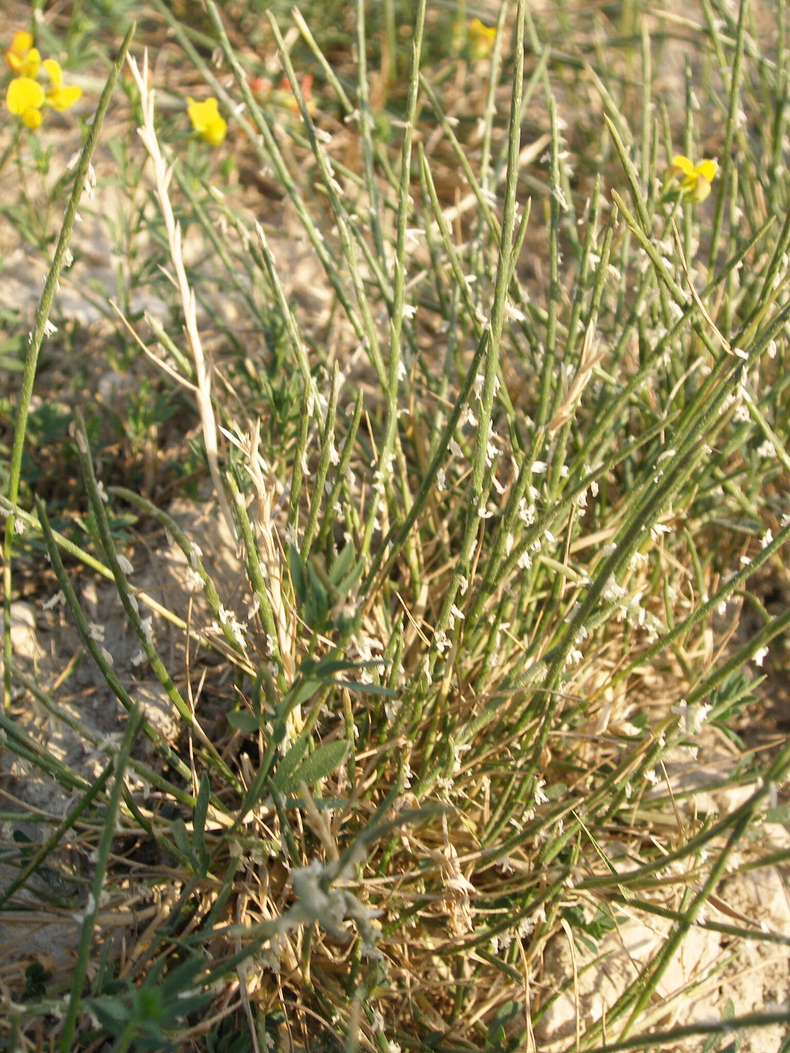 Image of Hainardia cylindrica (Willd.) Greuter