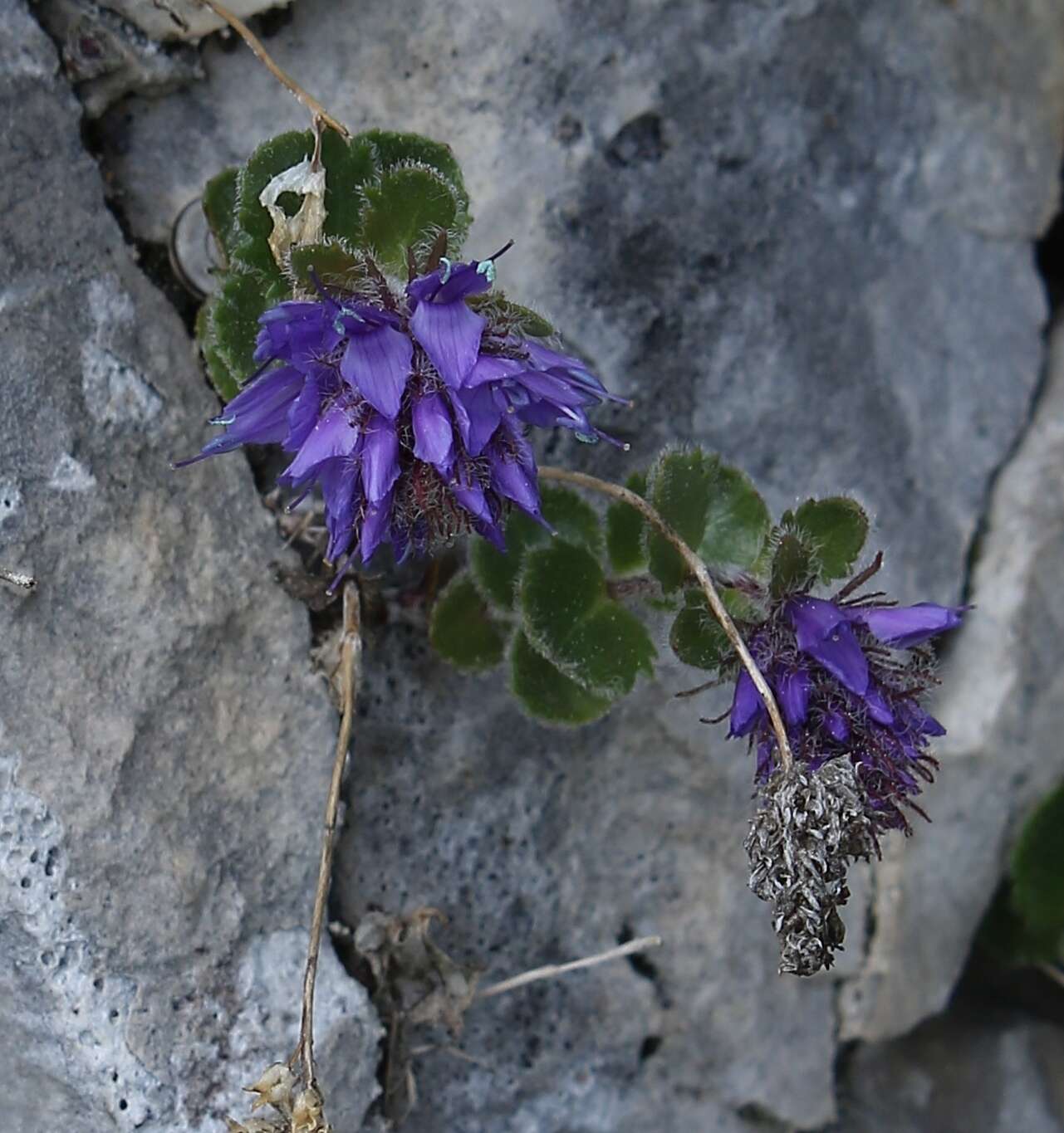 Image de Paederota bonarota (L.) L.