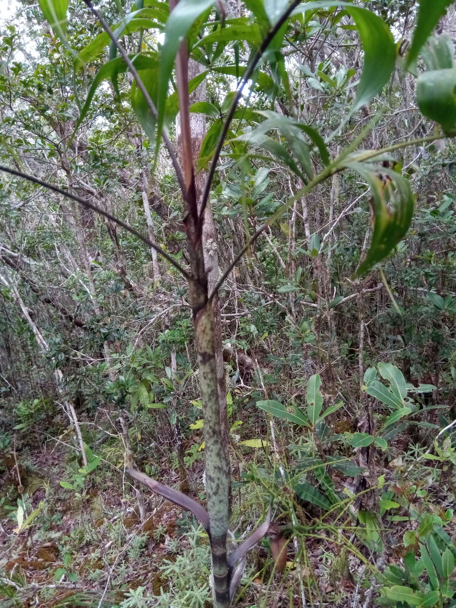 Image of Dypsis nodifera Mart.