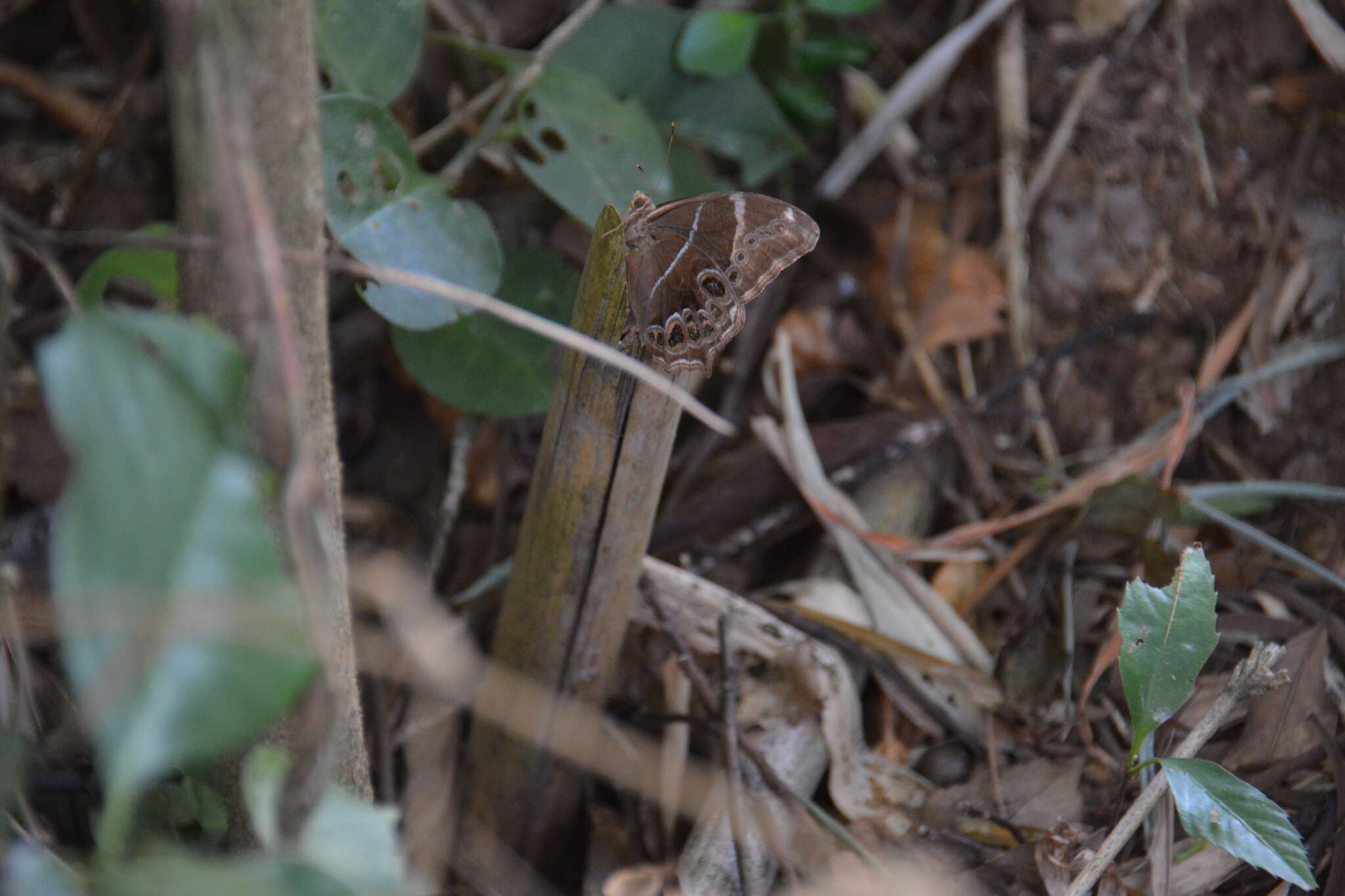 Image of Bamboo Tree Brown