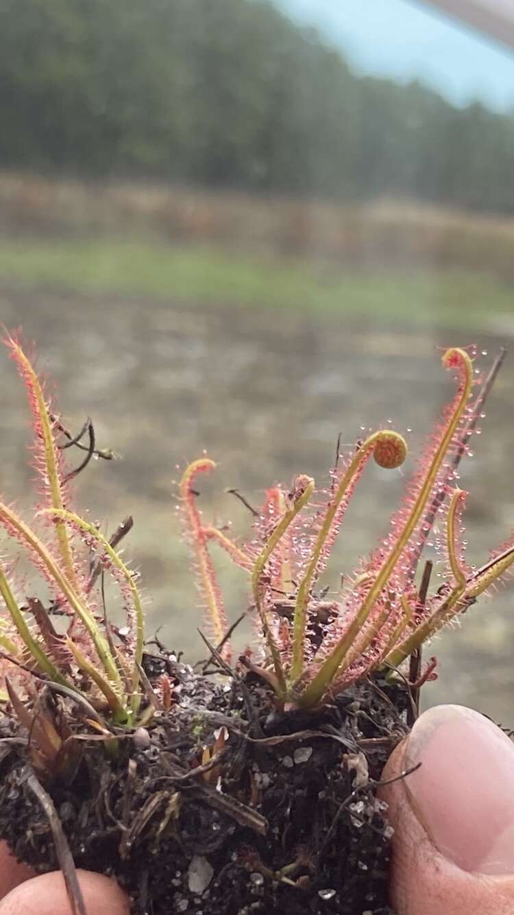 Image de Drosera filiformis var. filiformis