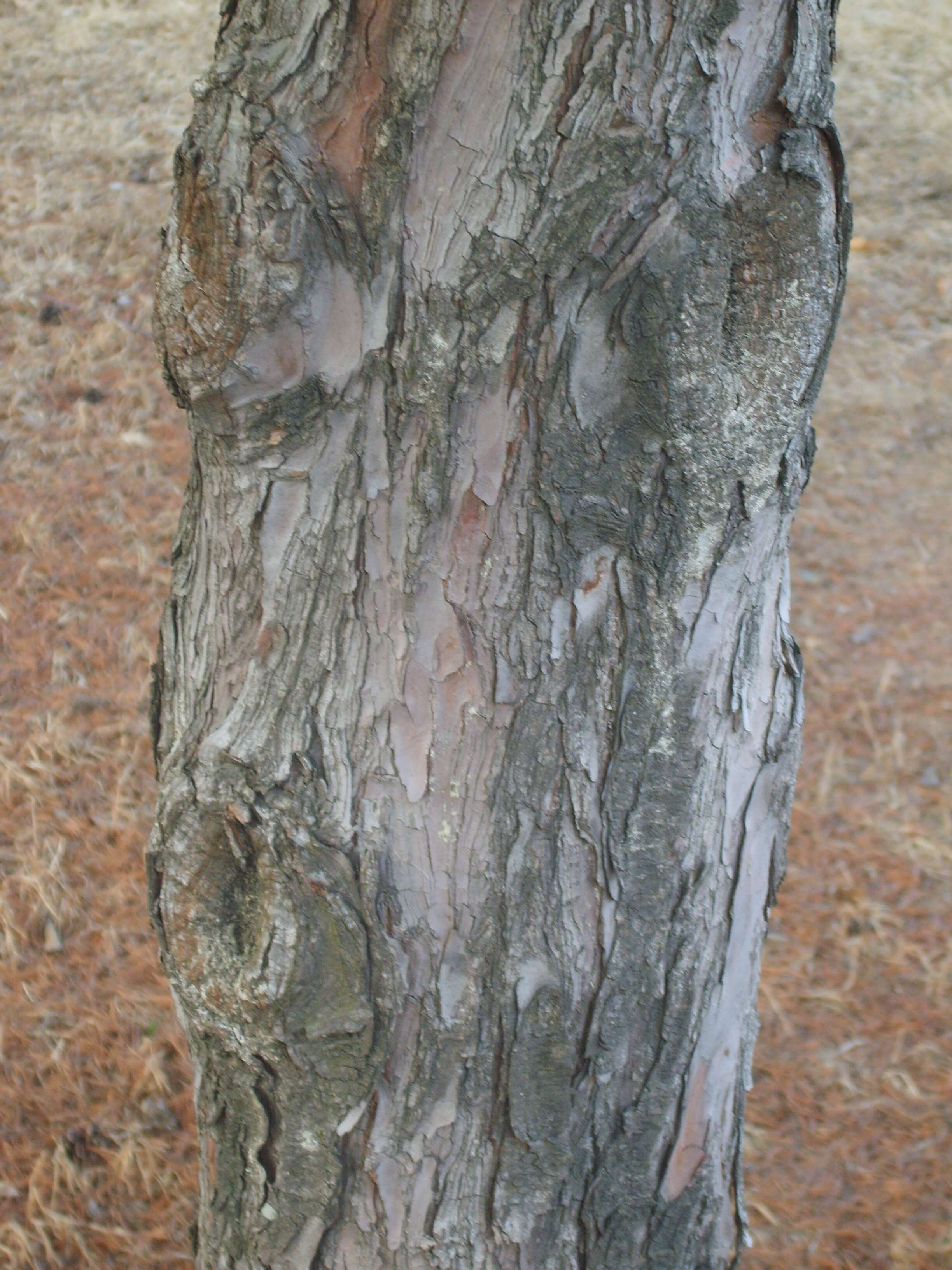 Image of Japanese White Pine