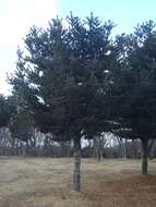 Image of Japanese White Pine