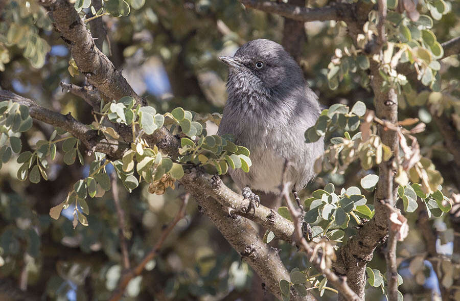 Image of Chestnut-vented Warbler