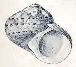 Image of Turbo cidaris Gmelin 1791
