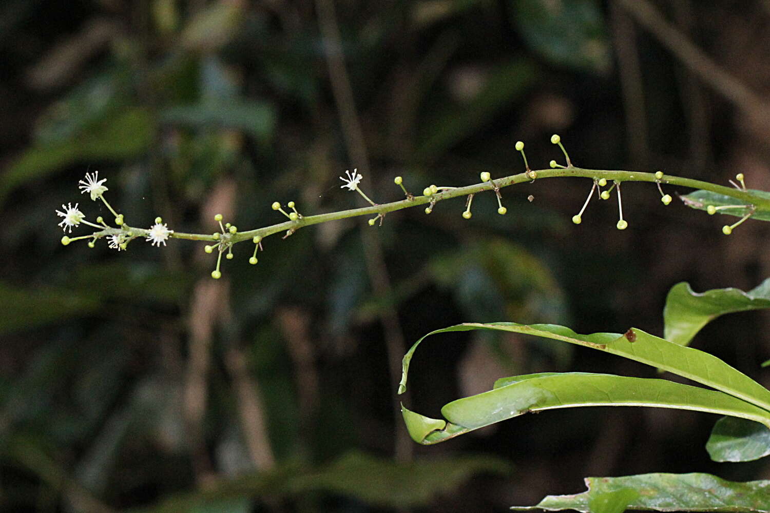 Image of Codiaeum variegatum var. variegatum