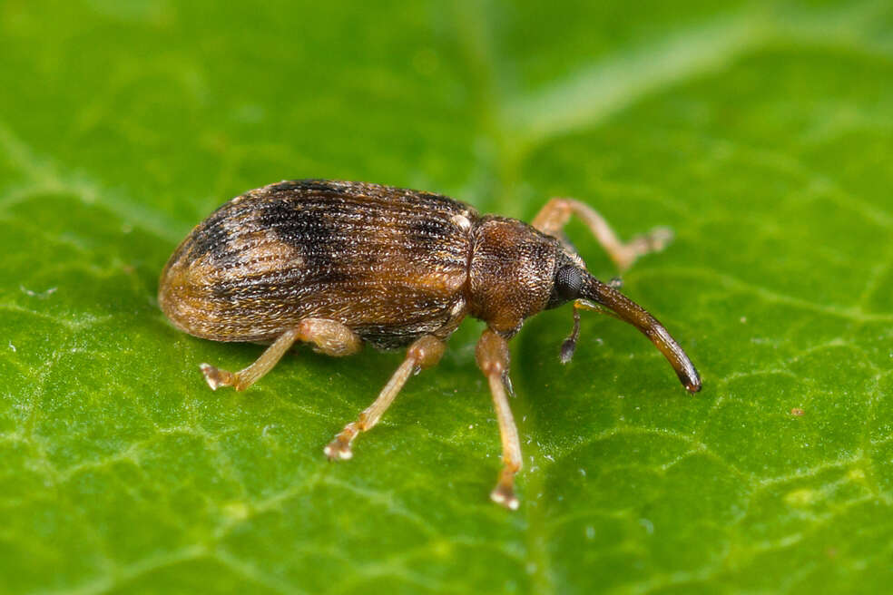 Image of Weevil