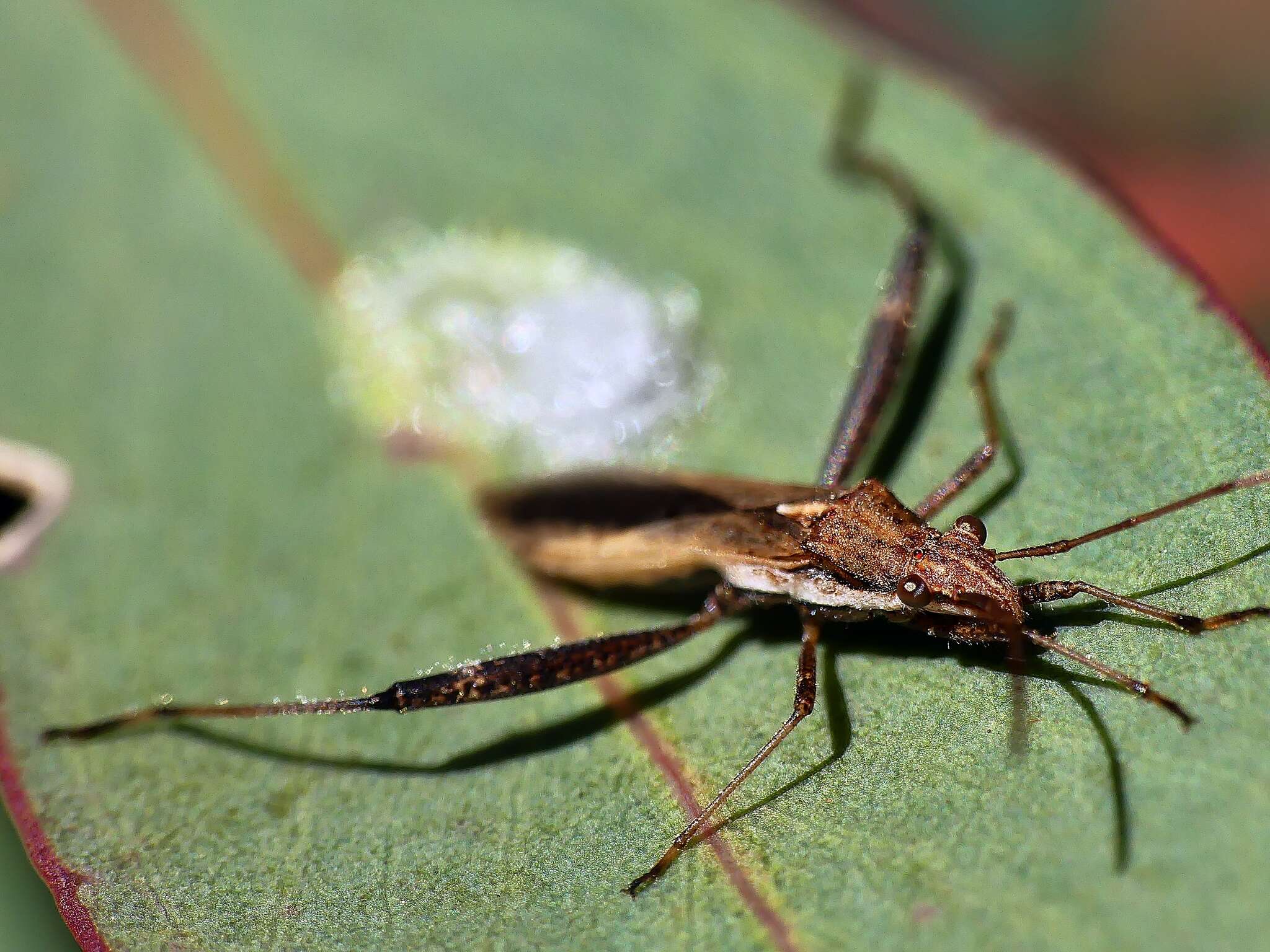 Image de Melanacanthus scutellaris (Dallas 1852)