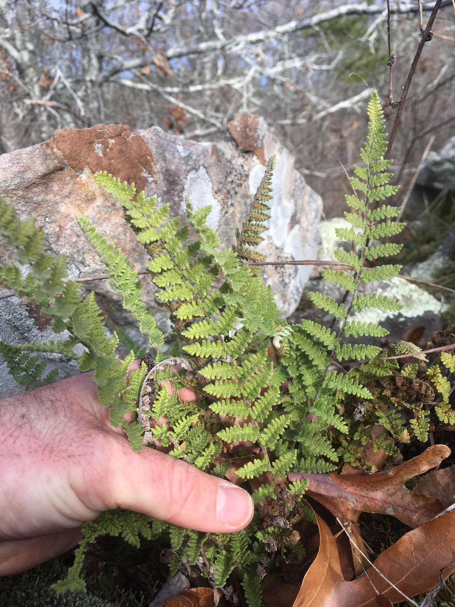 Image of Woolly lipfern