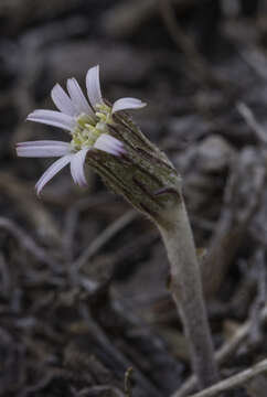 Sivun Leibnitzia lyrata (Sch. Bip.) G. L. Nesom kuva