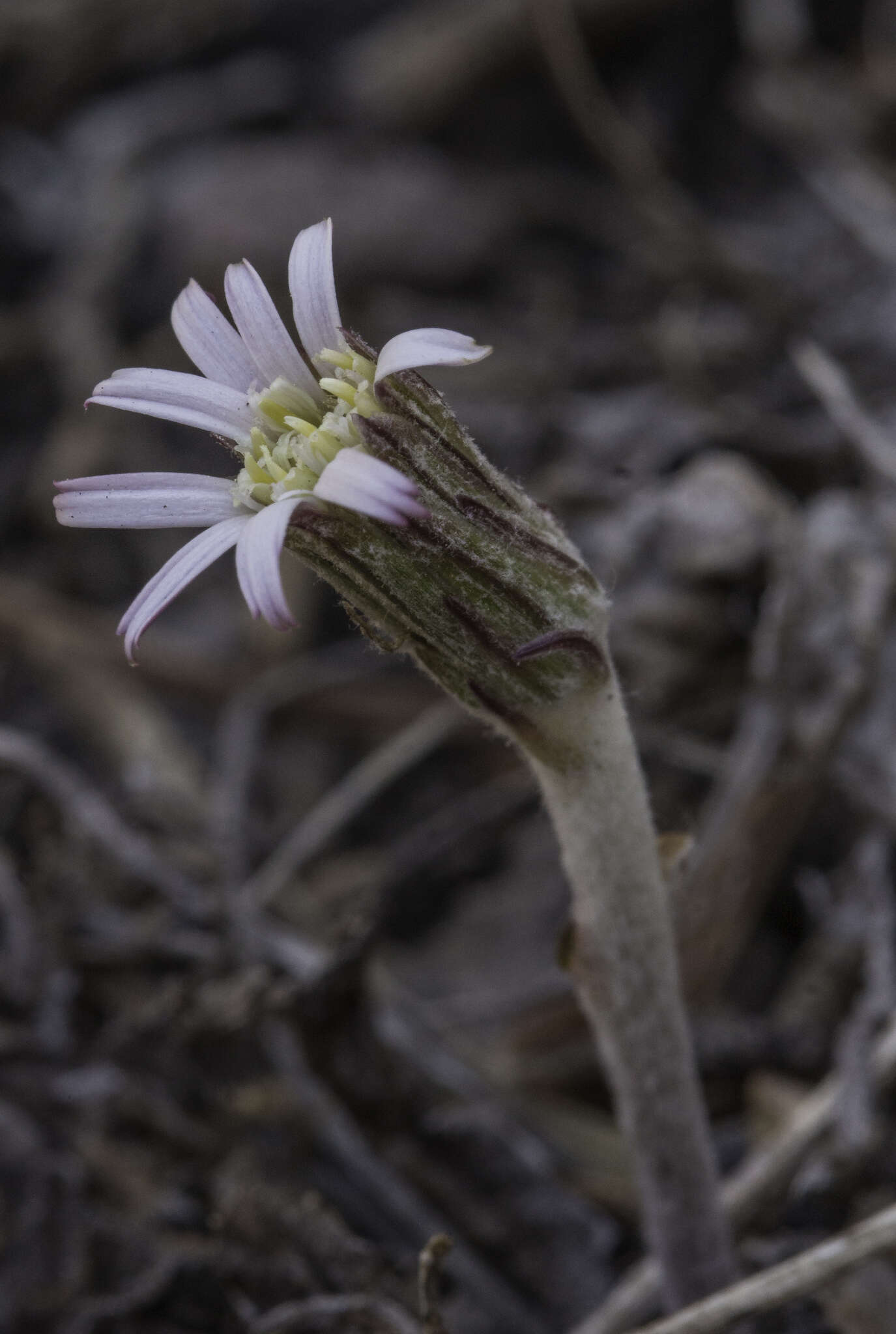 Image de Leibnitzia lyrata (Sch. Bip.) G. L. Nesom