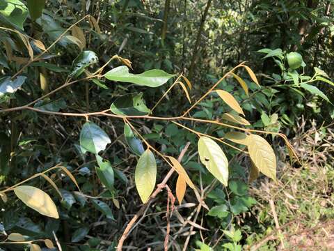 Plancia ëd Styrax suberifolius Hook. & Arn.