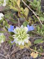 Image of Mojave sage