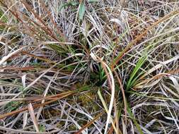 Image of Long's Bulrush