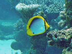 Image of Black-back Butterflyfish