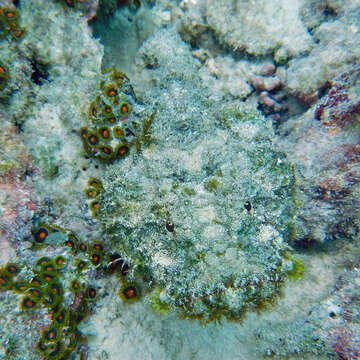 Image of Devil scorpionfish